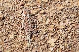 New Mexico Horned Lizard August 2018